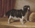 A spaniel on the divan - John Carter