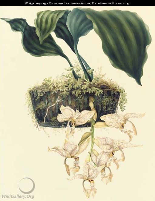Orchidaceae Stanhopiea oculata (Lodd.) Lindley - S. Holden