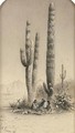 Giant Cactus in the Gila Desert - Rudolf (Daniel Ludwig) Cronau