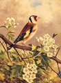 A Goldfinch - Robert Nightingale
