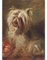 A cairn terrier - Robert L. Alexander