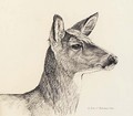 White-Tailed Deer - Robert Bateman