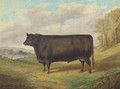 A prize bull - Richard Whitford