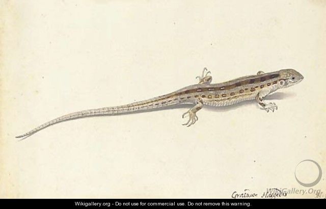 A wall lizard (Lacerta vivipara) - Pieter the Younger Holsteyn