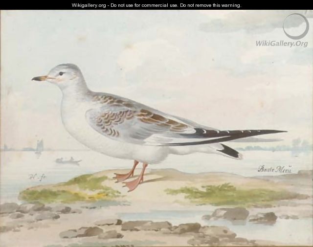 A seagull - Pieter the Younger Holsteyn