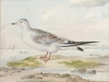 A seagull - Pieter the Younger Holsteyn