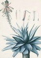 A blossoming Cactus with botanical Studies of its Flower - Pierre-Joseph Redouté