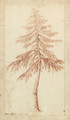 A fir tree - Pierre-Henri de Valenciennes