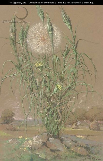 Study of a dandelion - Pierre Ernest Prins