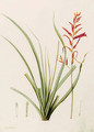 Pitcairnia angustifolia (Long-leaved Pitcairnia) - Pierre-Joseph Redouté