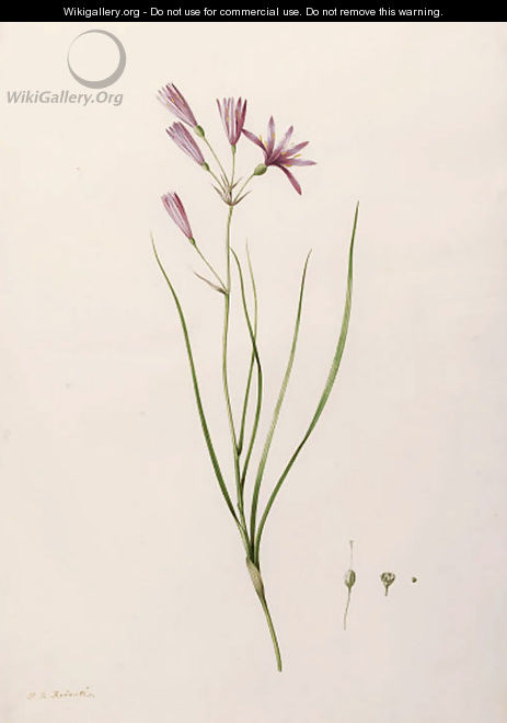 Ixiolirion tataricum (Mountain Amaryllis) - Pierre-Joseph Redouté