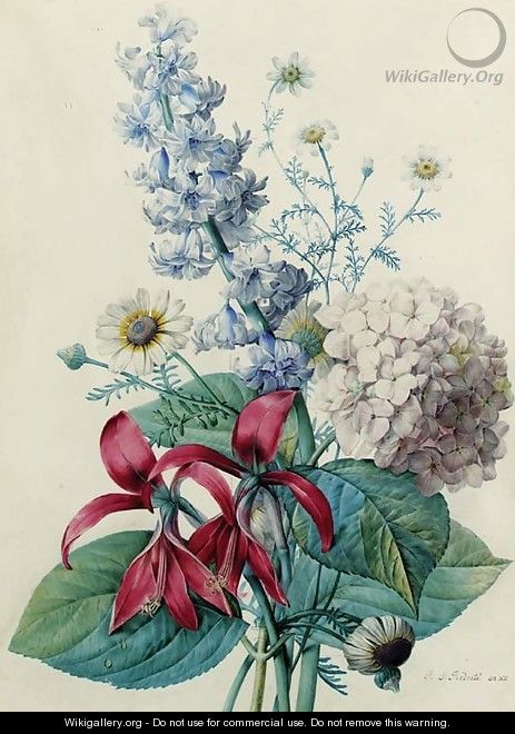 Hydrangea, hyacinths, Saint-Jacques lilies and daisies - Pierre-Joseph Redouté