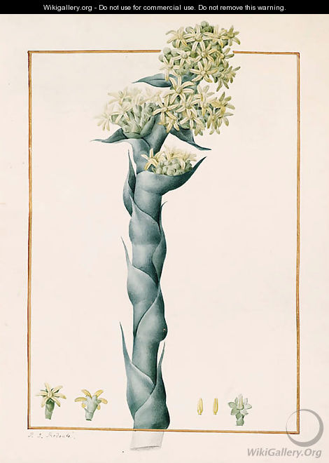 Aeonium caespitosum - Pierre-Joseph Redouté