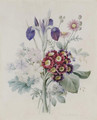 A bunch of flowers with a blue iris and some red auriculae - Pierre-Joseph Redouté