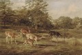 Stags and hinds - Thomas Barrett