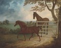 A mare and foal by a five bar gate - Thomas Fairbairn