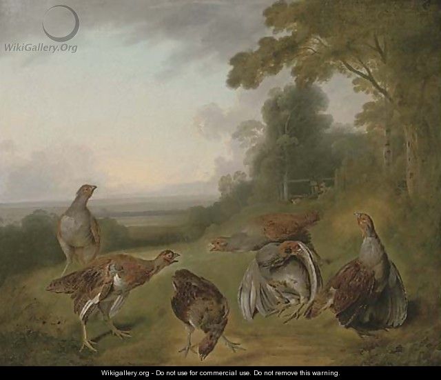 Grey partridge in a extensive landscape, with hunters beyond - Stephen Elmer