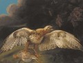 A hawk guarding his prey - Stephen Elmer