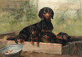 Dachshunds - Simon Simonson