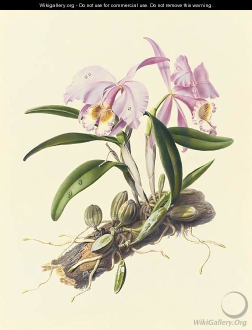 Orchidaceae Cattleya mossiae - Augusta Innes Withers