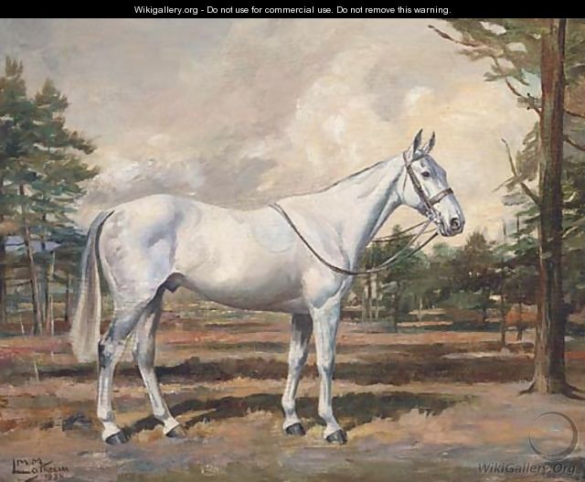 Irony, a saddled grey hunter in the grounds of Druids Lodge - Molly M. Latham