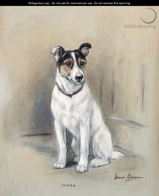 James, a Jack Russell Terrier - Marion Rodger Hamilton Harvey
