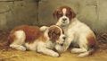 St. Bernard puppies - Philip Eustace Stretton