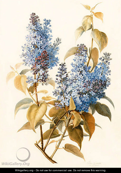 A branch of lilac - Pauline Girardin