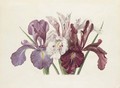 Iris xyphioides (English Iris) - Paul De Longpre