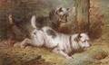 Terriers ratting - Paul Jones
