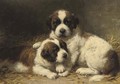 St Bernard pups - Otto Eerelman