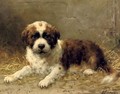 A St. Bernard pup - Otto Eerelman