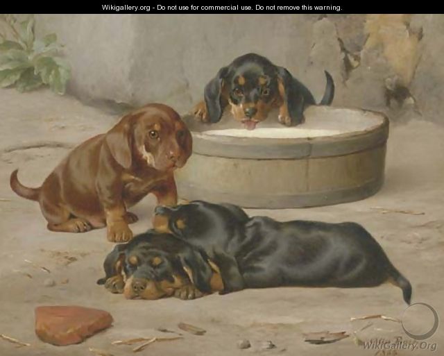 Dachshund Puppies - Otto Bache