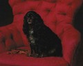 A cavalier King Charles spaniel - Otto Bache