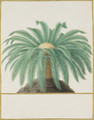 Study of a palm tree - Nicolas Robert