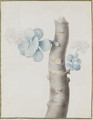 Blooming flowers on a branch of a succulent plant - Nicolas Robert