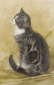 Fascinated feline - Nicolaas Van Der Waay