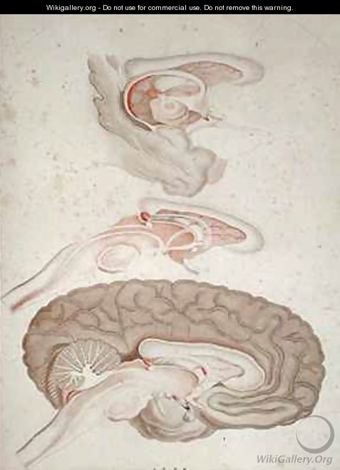 Cross-section of the Brain - Alexandre Briceau