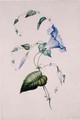 Blue convolvulus - Charlotte Bronte