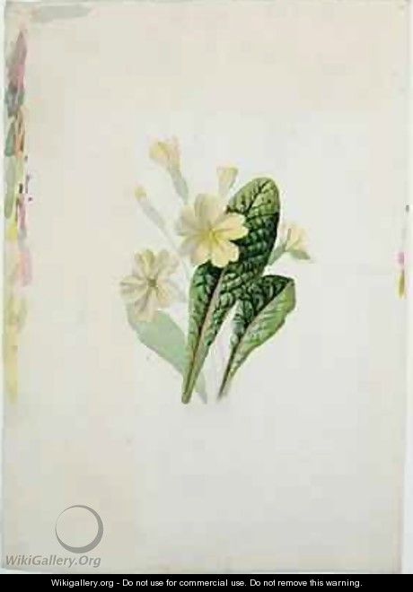 Study of a primrose - Charlotte Bronte