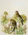 Goldfinches on thistles - Harry Bright