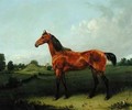 A Bay Horse in a Field - Edmund Bristow
