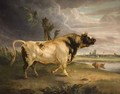 A Bull - Edmund Bristow