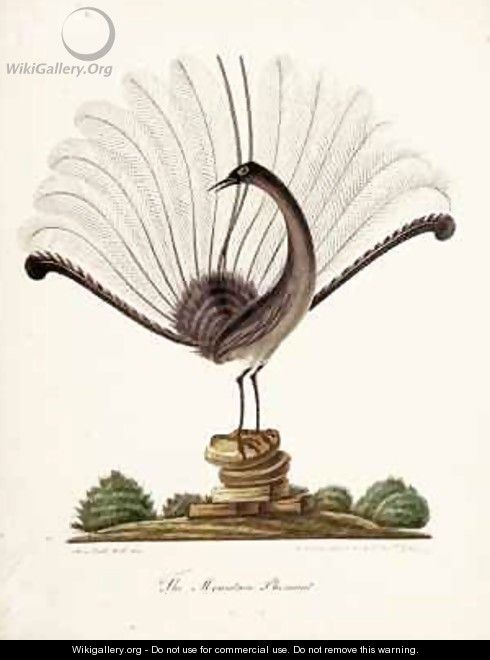 The mountain pheasant (lyrebird) - Richard Browne