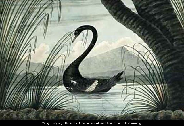 The Black Swan - T.R. Browne