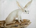 Fennec No. 3 Original of illustration in Travels through Abyssinia - James (Abyssinian Bruce) Bruce