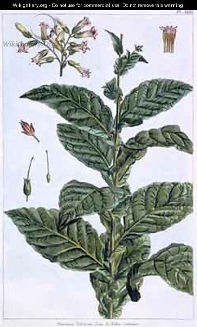 Tobacco plant - Pierre-Joseph Buchoz