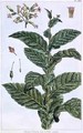 Tobacco plant - Pierre-Joseph Buchoz