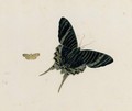 A Butterfly And A Moth - Johannes Bronkhorst