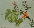Studies Of Flowers And Vineleaves - Jean-Louis Prevost